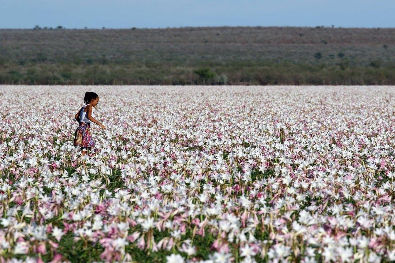 Kind in einem weiten Feld weiß-rosa blühender Lilien – Namibia